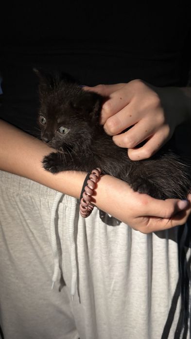 В добрые руки! Котенок
