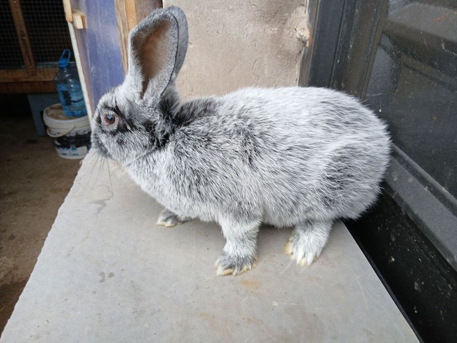 Paltaviskiy erkak sotiladi