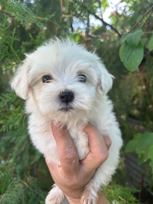 Bichon maltez alb minii toy