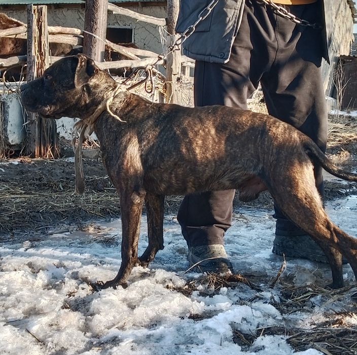 Продам пит-бультерьер