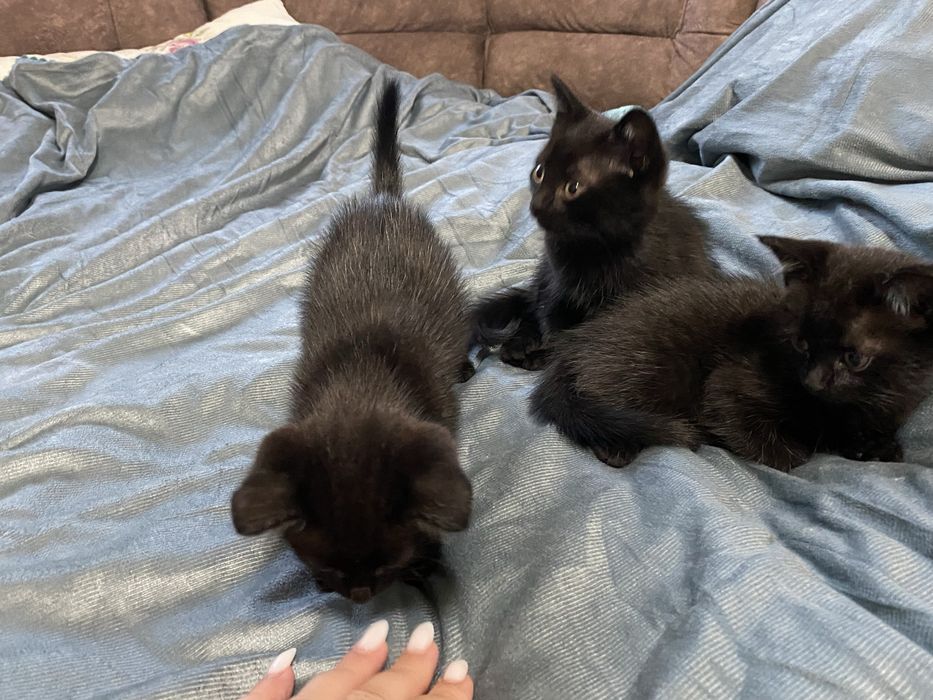 Котята чёрные девочки 1,5 месяца