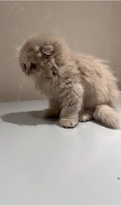 Скотиш фолд сотилади