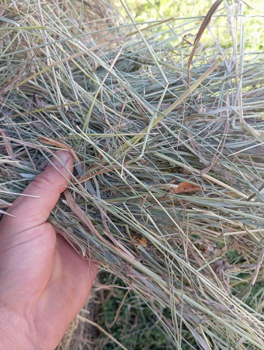 Продам сено прошлогоднее