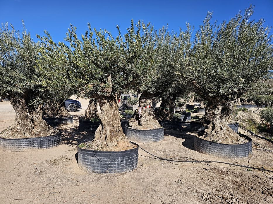 Maslini Seculari transport gratuit ( reduceri 40 % )