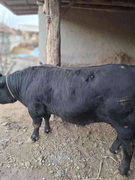 Бука сотилади когонда