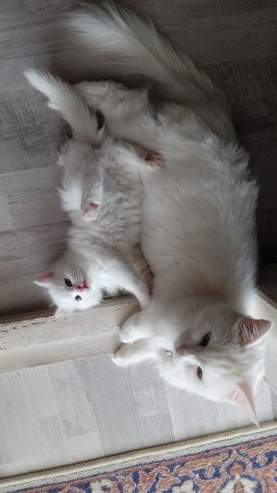 Продаётся девочка Турецкой Ангорки — редкая порода в Узбекистане!