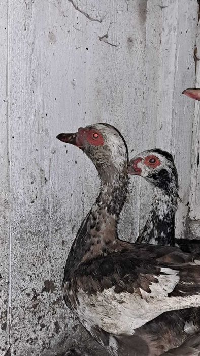 Vând 2 perechi de Rațe Leșești-220 lei/perechea.