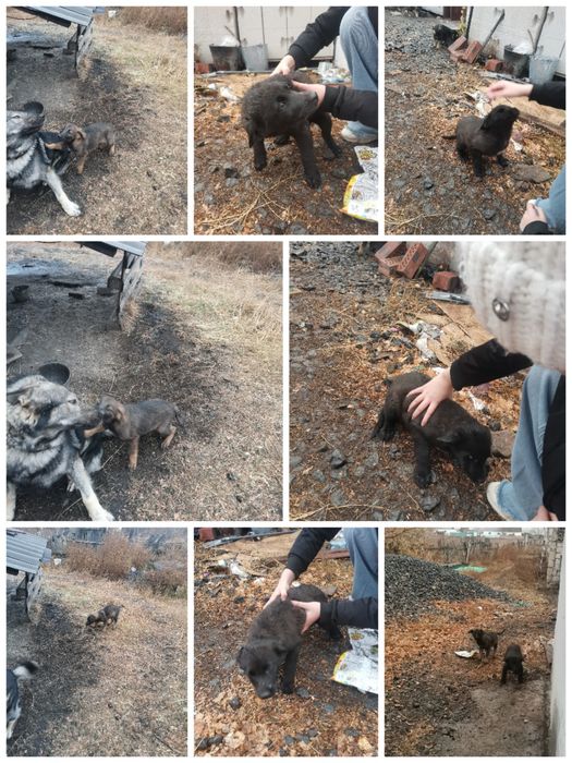 Отдам бесплатно щенят девочек