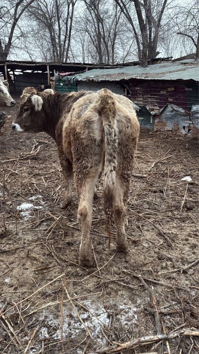 Телка, КРС, коровы