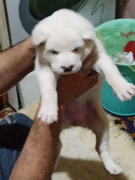 Шеночки алабаев чистокровные