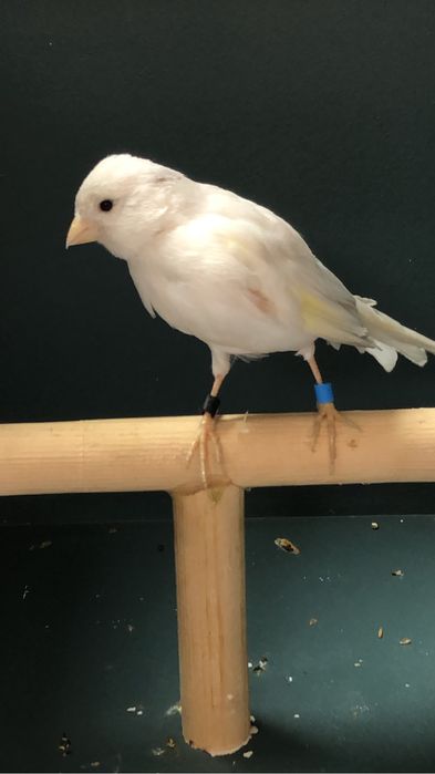 Канарейка (кенор ) поющий