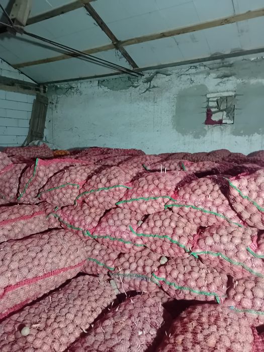 Cartofi consum și sămânță