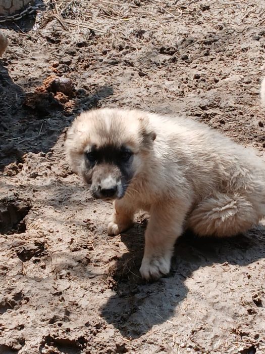 2 еркек күшік сатылады
