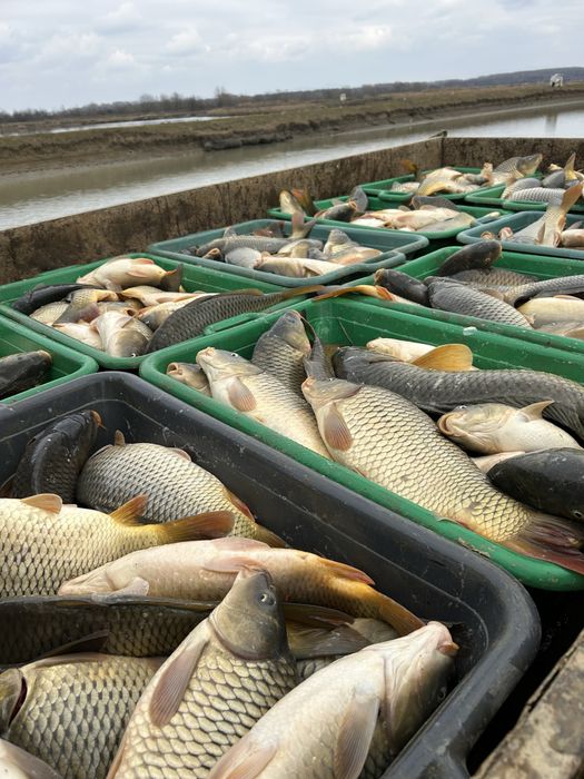 Peste viu de vanzare