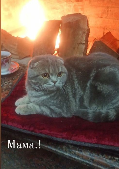 Бритаская порода