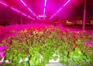 для микро-зелени ФИТО-ЛАМПЫ IP68 влагостойкие линейные светильники