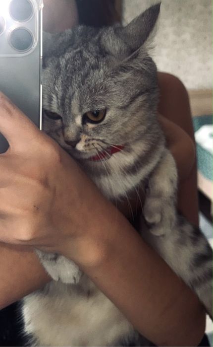 Кошка скоттиш-страйт