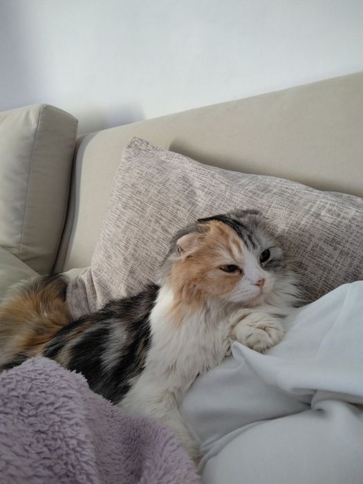 Отдам  вислоухую кошечку