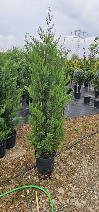 Cupressocyparis leylandii gard viu