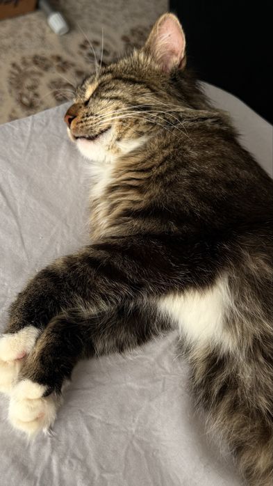 Отдаю в хорошие руки мальчика