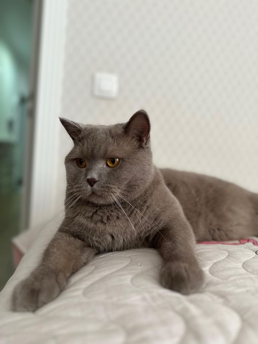 Отдам в добрые руки кота!