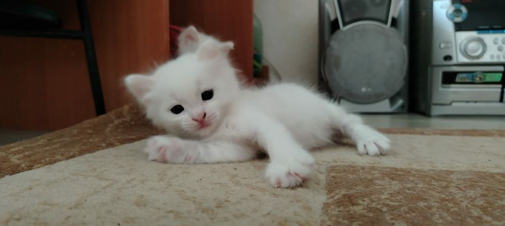 Продам прекрасных котят девочек