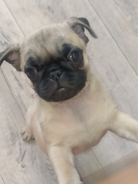 Щенки мопса мальчики и девочки