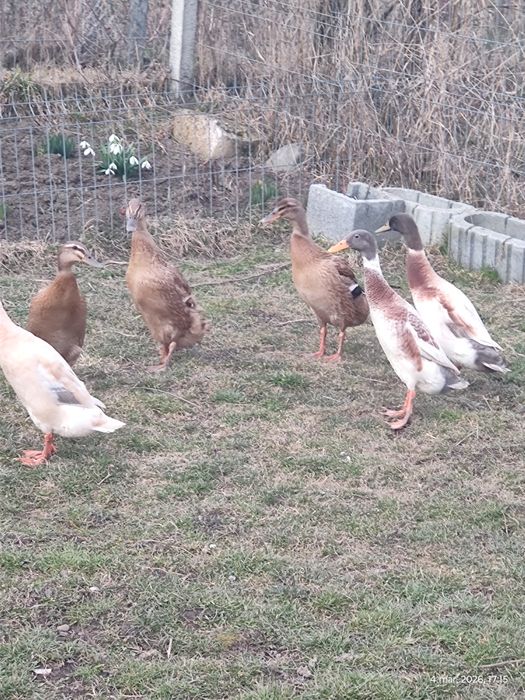 oua pentru incubat rate indiene pentru melci