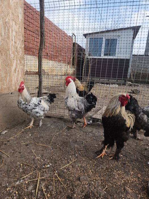 Vând oua incubat gaini incaltate/cocoși încălțați si matase japoneza