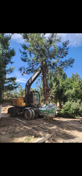 Пересадка деревьев Дарахт кучириш Ландшафт хизматлари