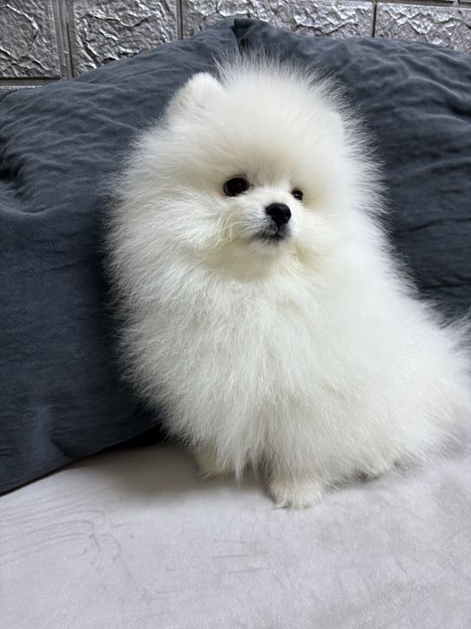 Продается щенок  белого шпица