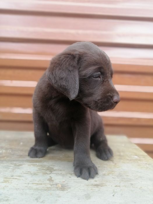 Ищу подругу для вязки лабрадор