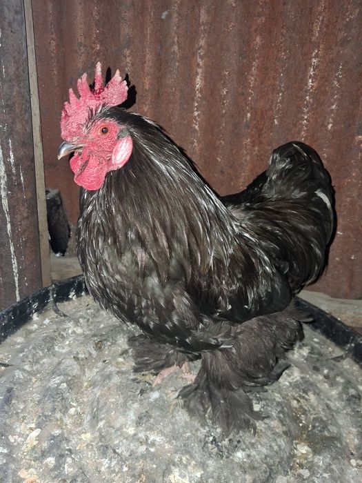 Кахинхин питух молодой