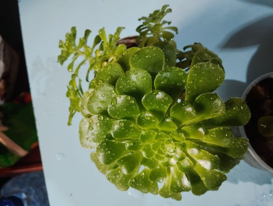 Продаются Комнатные Растения - каменная Роза