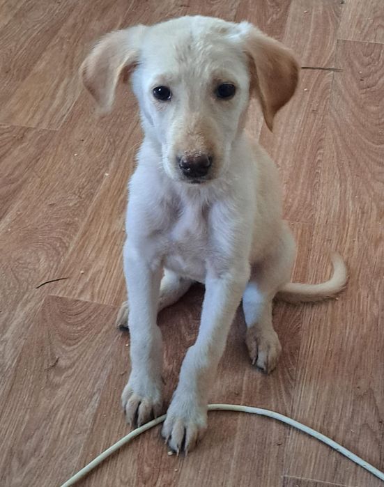 Щенки в добрые руки