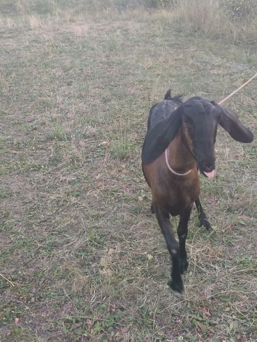 Capra Anglo-danubiana