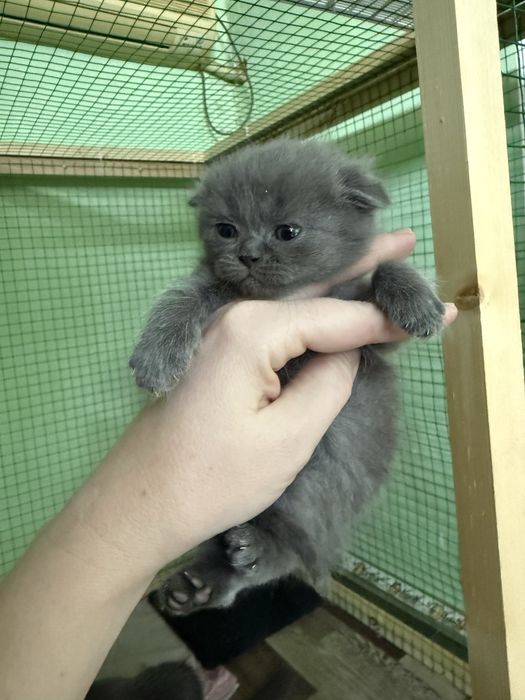 Катята скоттиш фолд и страйт