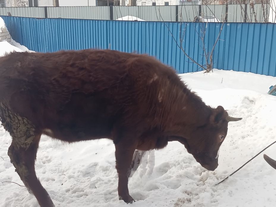 Продам телку 2 годовалую