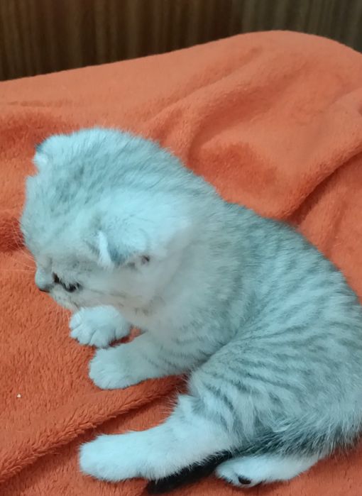 Шотландские шиншиллы мальчики