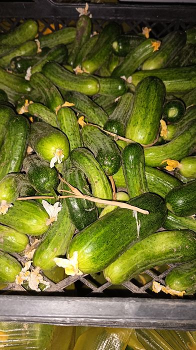 Sifatli bodring bor 1.2 tonna svejjiy