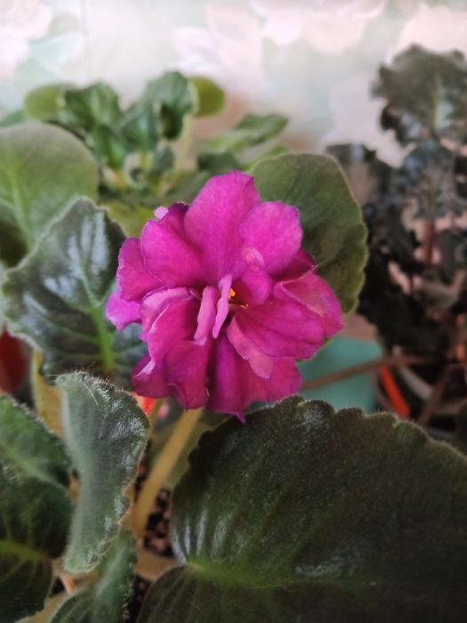 Фиалка для души самые красивые