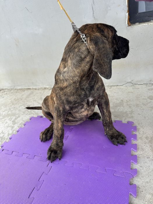 Catei presa canario