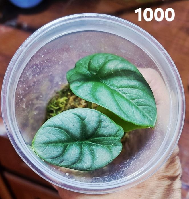 Комнатные растения от 1 тыс