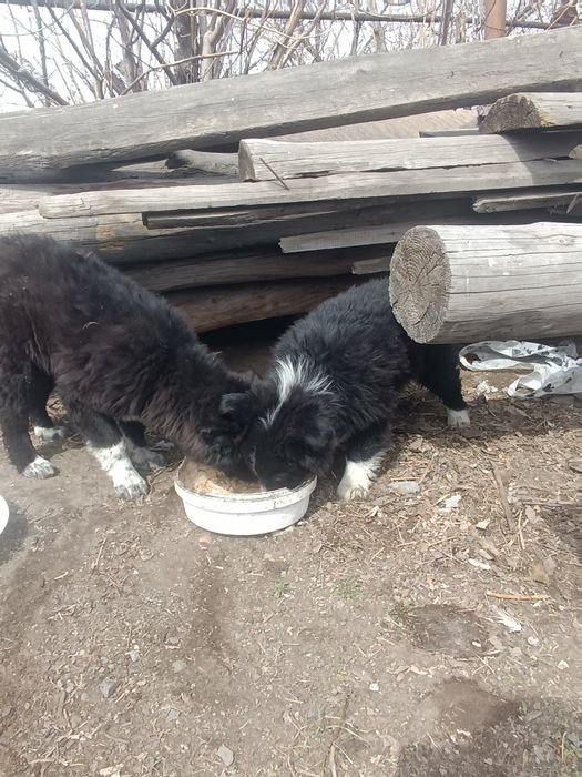 Отдам щенков в добрые руки