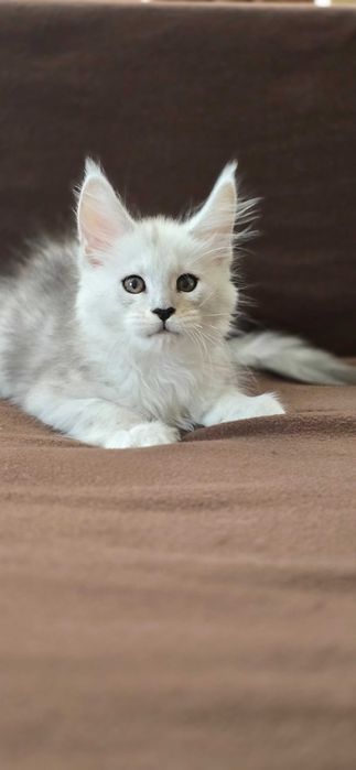 Котенца мейн куун