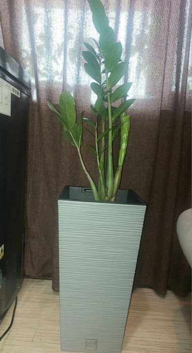 Долларовое дерево-замиакулькас.