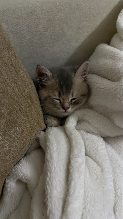 Британская шиншилла котенок