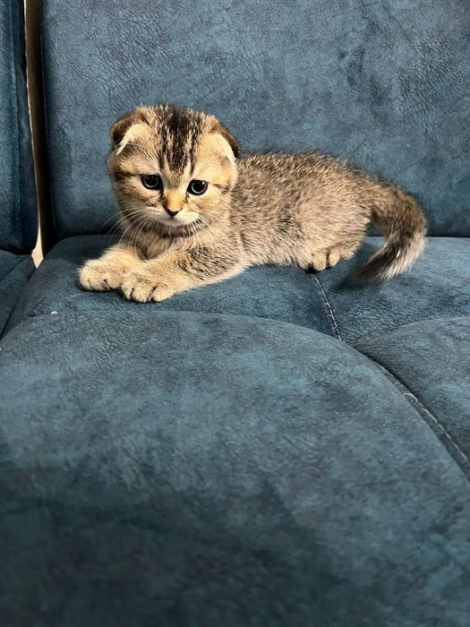 шотландские котята