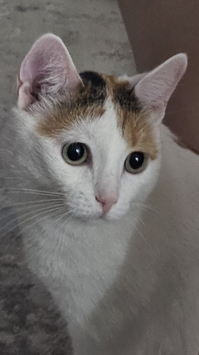 Отдадим в добрые руки. Добрый, чистый