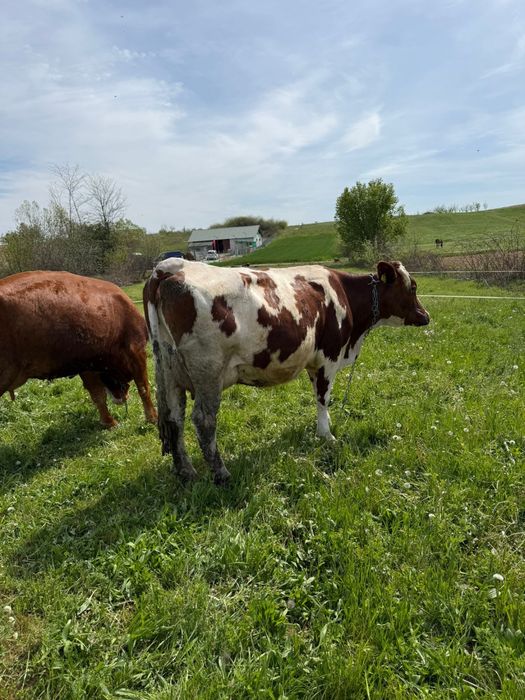 Vand vaca mare de 4 pe 5 ani cu 30 litri lapte